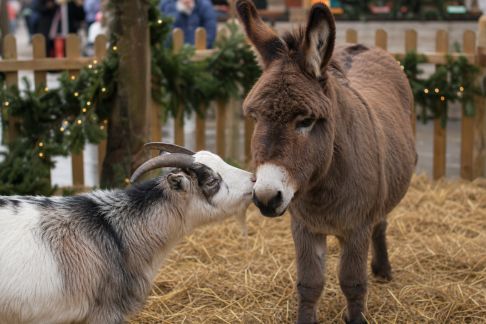 Les animaux et les marchés de Noël : animations et espaces dédiés