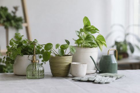 Offrir des plantes et accessoires green à prix doux