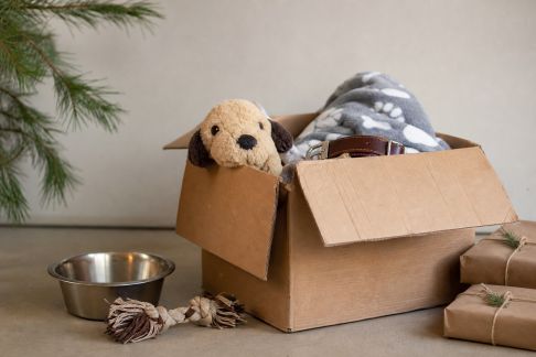 Mettre en place une hotte de Noël solidaire pour les animaux abandonnés